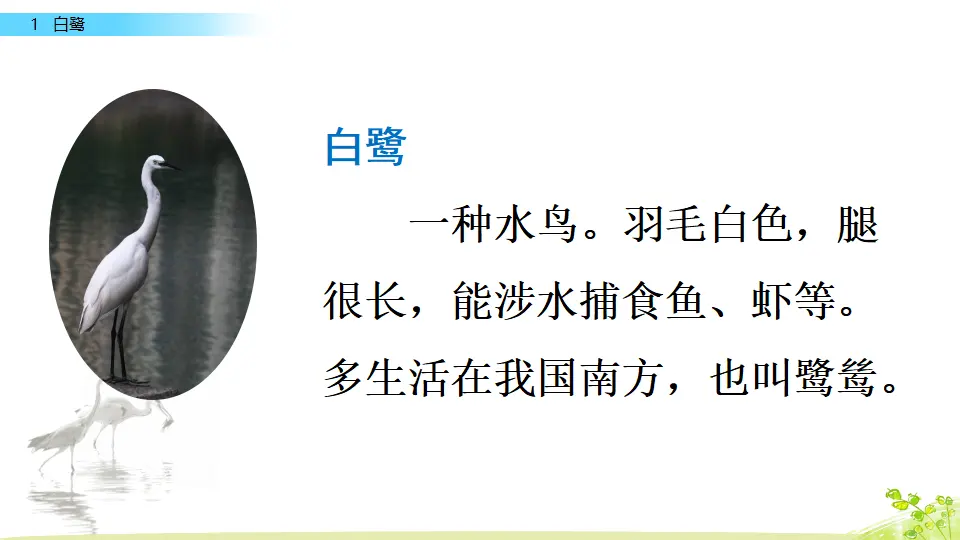 1 白鹭（课件2）_05.webp