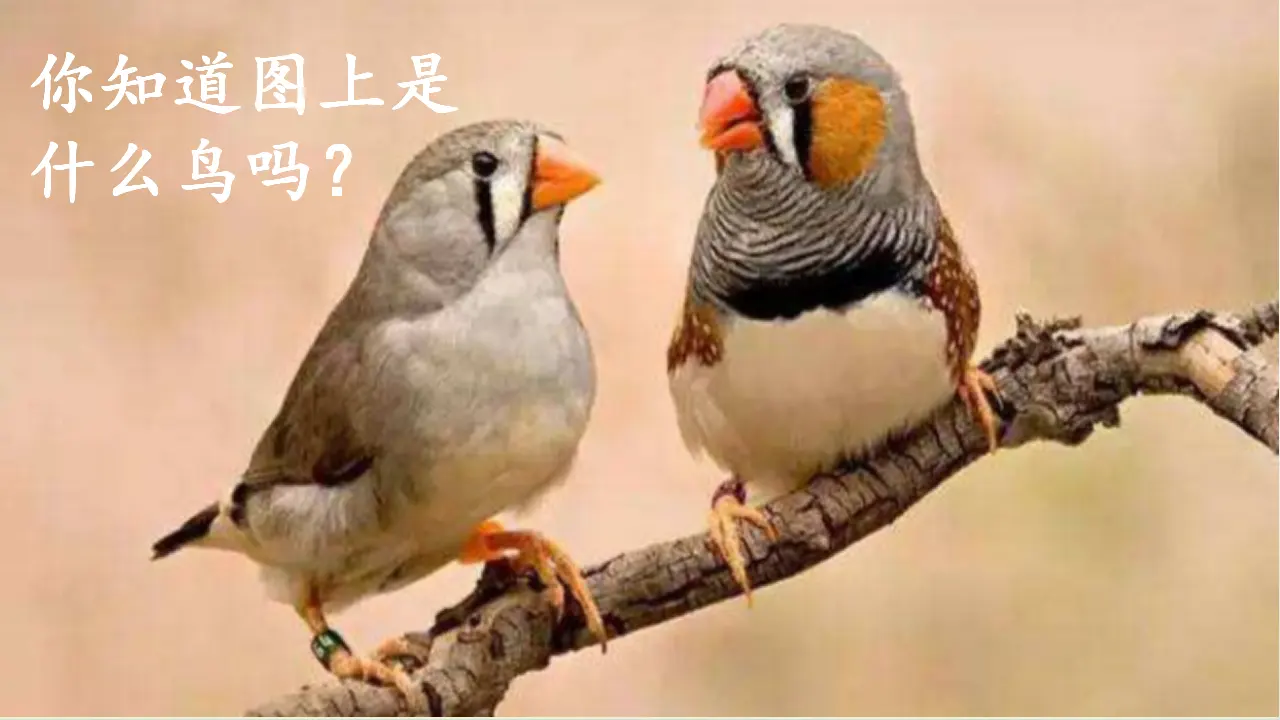 4.珍珠鸟（课件3）_01.webp