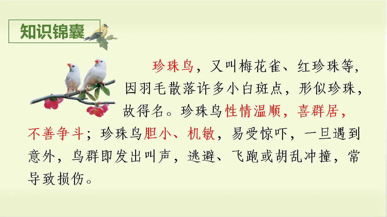 4.珍珠鸟（课件3）_02.webp