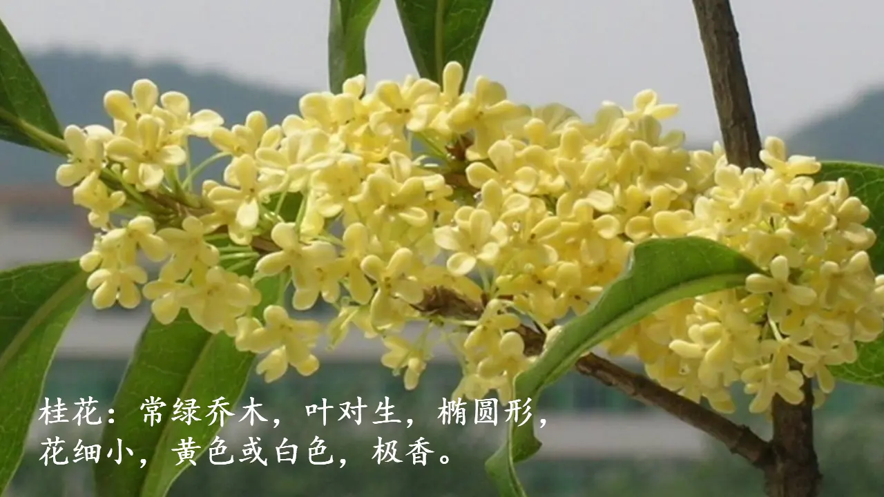 3.桂花雨（课件3）_02.webp