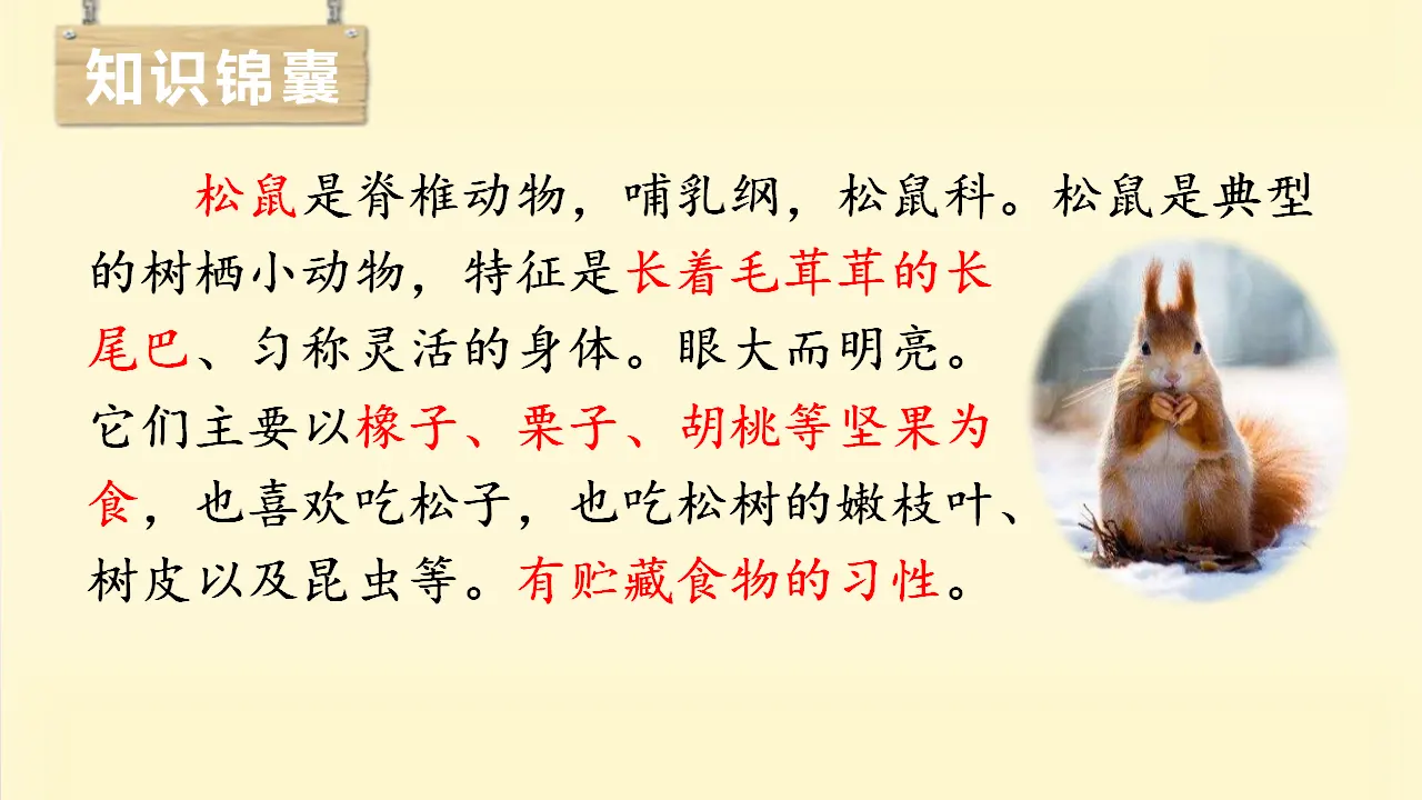 17.松鼠（课件3）_03.webp