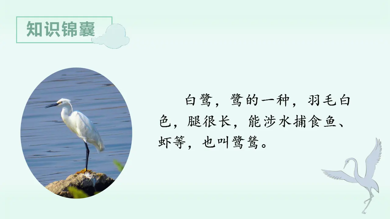 1.白鹭（课件3）_02.webp