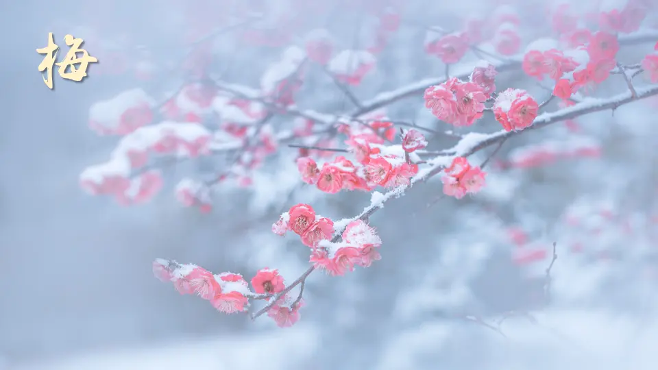 4 梅花魂（课件2）_01.webp