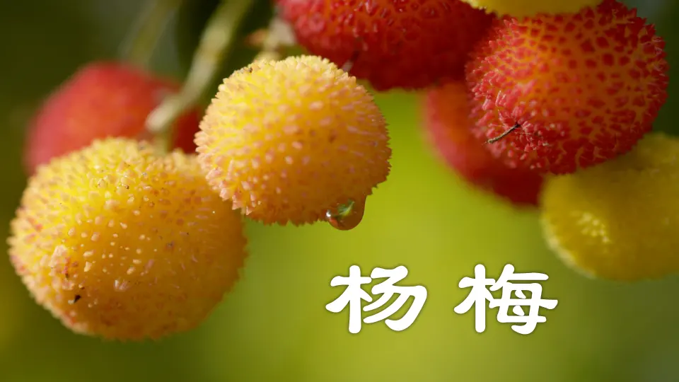 链接2：杨梅（课件3）_01.webp
