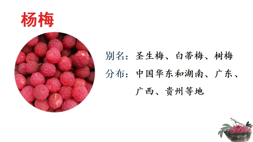 链接2：杨梅（课件3）_02.webp