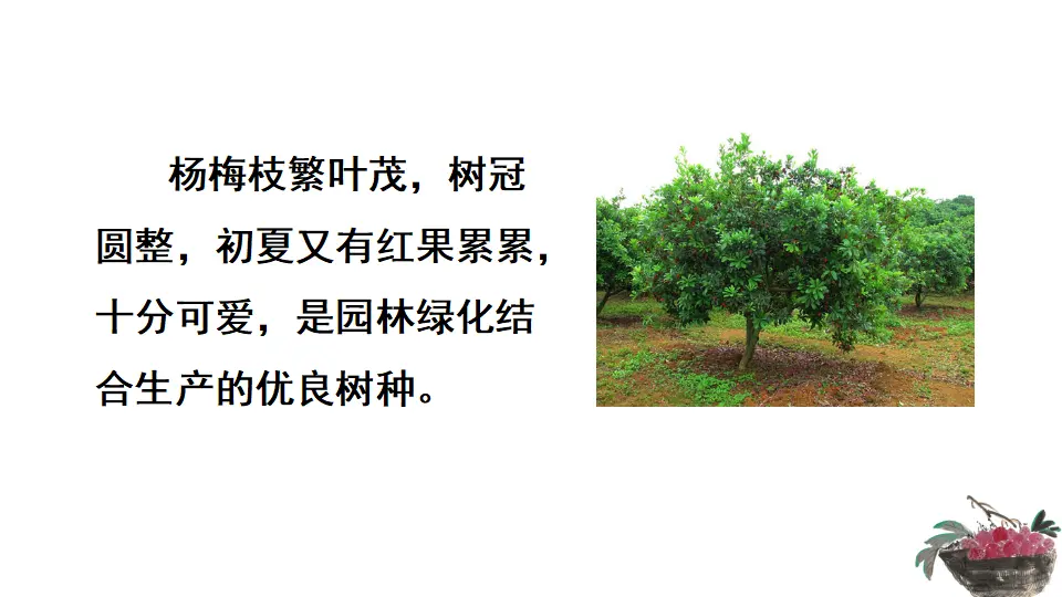 链接2：杨梅（课件3）_04.webp