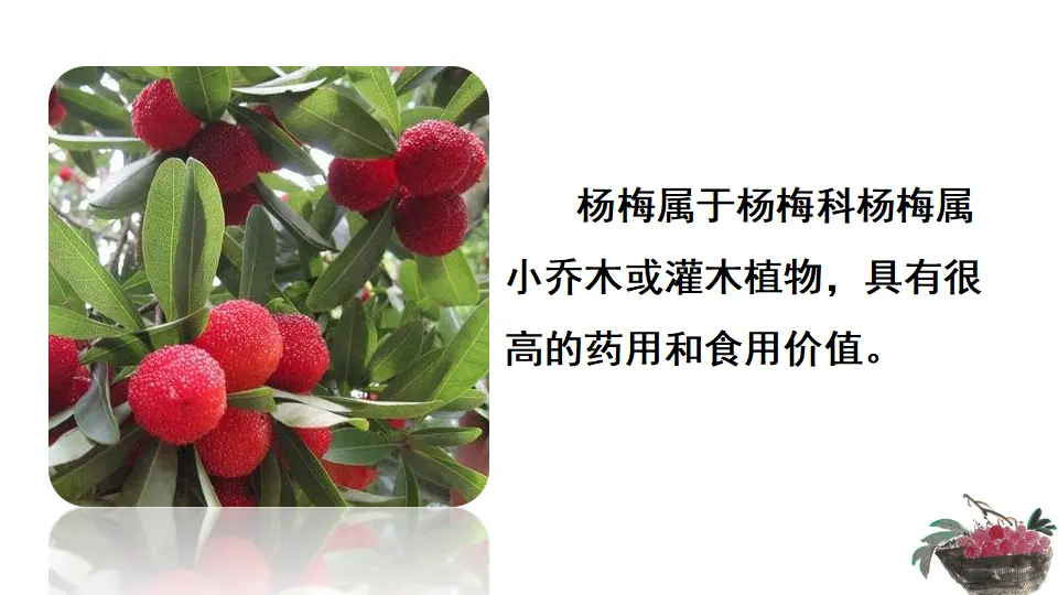 链接2：杨梅（课件3）_03.webp