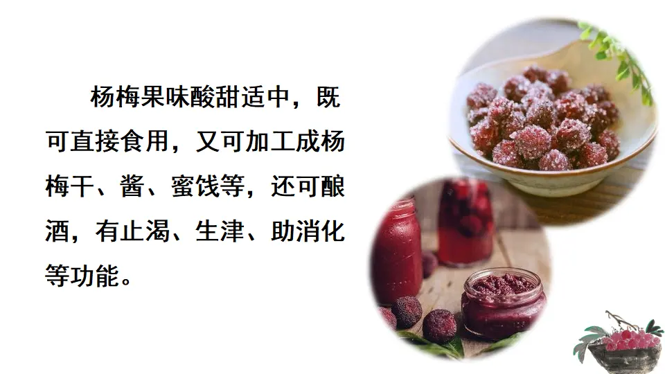 链接2：杨梅（课件3）_05.webp