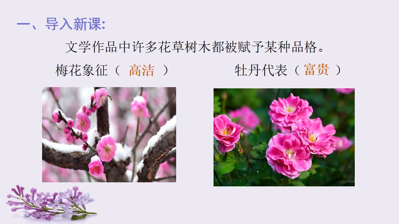 2.丁香结（课件3）_01.webp