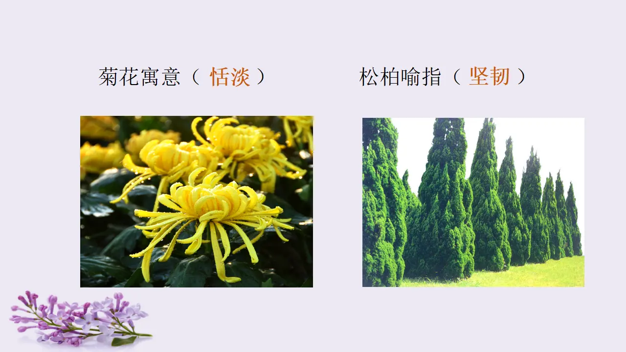 2.丁香结（课件3）_02.webp