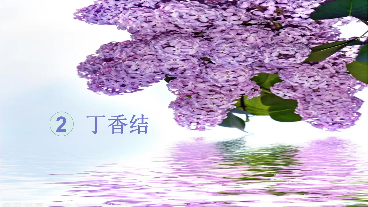 2.丁香结（课件3）_04.webp