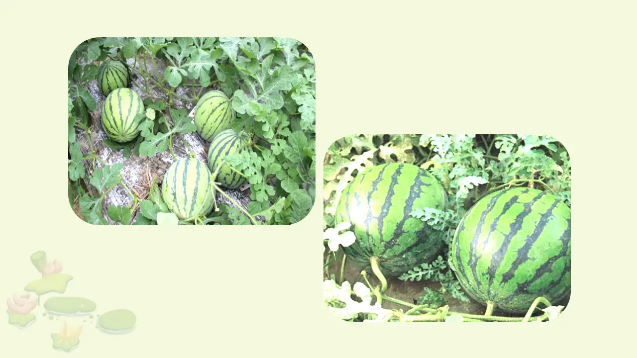 15 夏天里的成长（课件3）_04.webp
