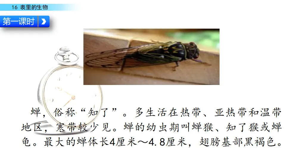 表里的生物（课件1）_02.webp