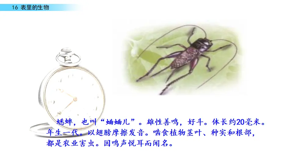 表里的生物（课件1）_03.webp