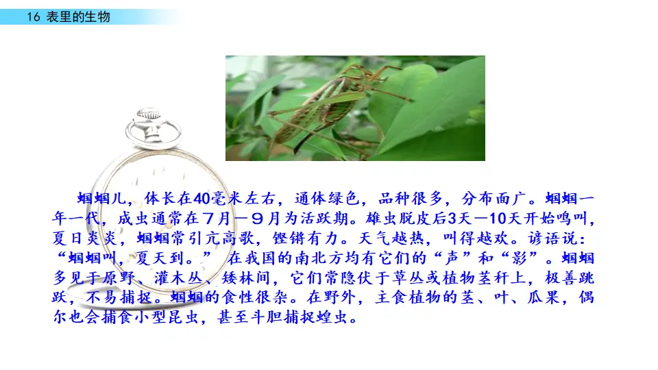 表里的生物（课件1）_04.webp