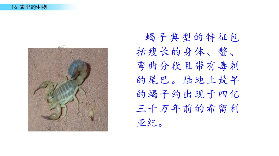 表里的生物（课件1）_05.webp