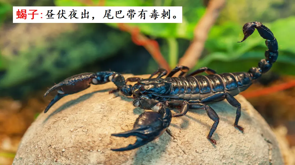 链接1：蝎子（课件3）_01.webp