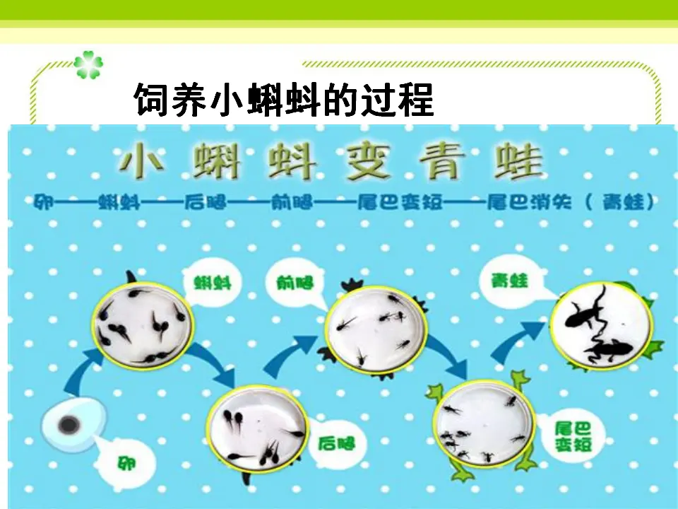 饲养小蝌蚪的过程（课件2）_02.webp