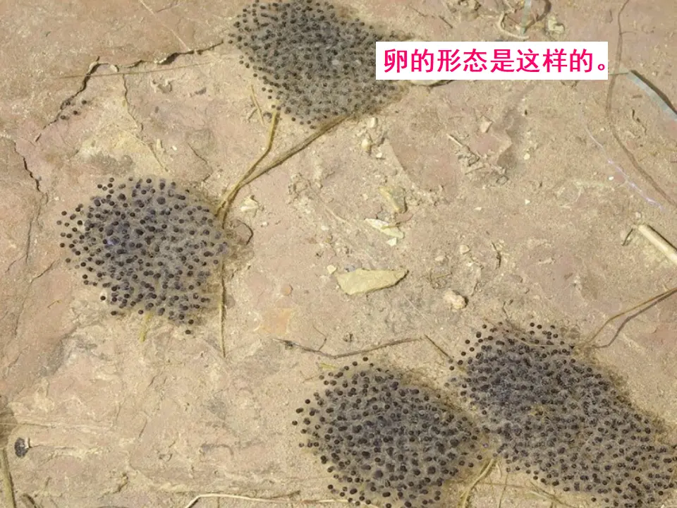 饲养小蝌蚪的过程（课件2）_03.webp