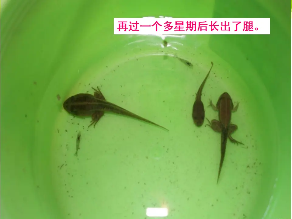 饲养小蝌蚪的过程（课件2）_05.webp