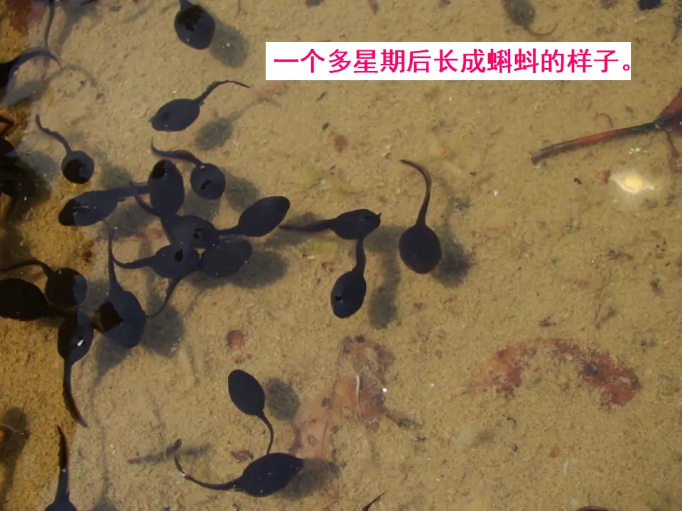 饲养小蝌蚪的过程（课件2）_04.webp