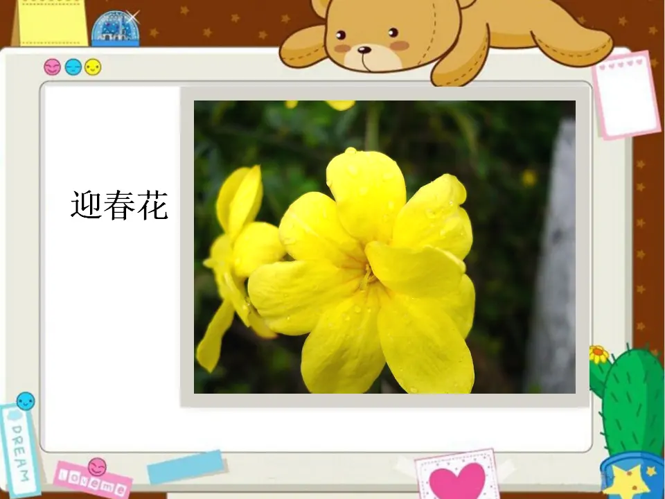 美丽的花儿（课件2）_03.webp