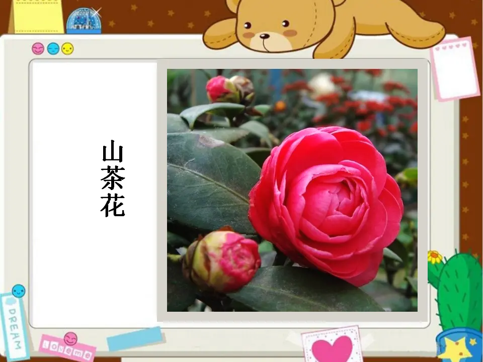 美丽的花儿（课件2）_04.webp