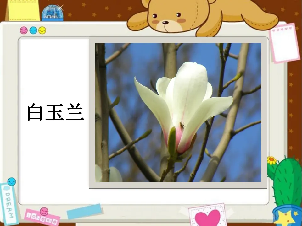美丽的花儿（课件2）_05.webp