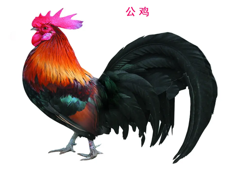 猜谜语鸡（课件2）_03.webp