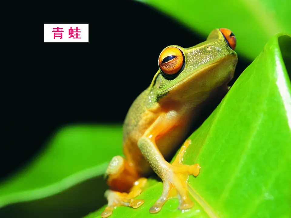猜谜语青蛙（课件2）_03.webp