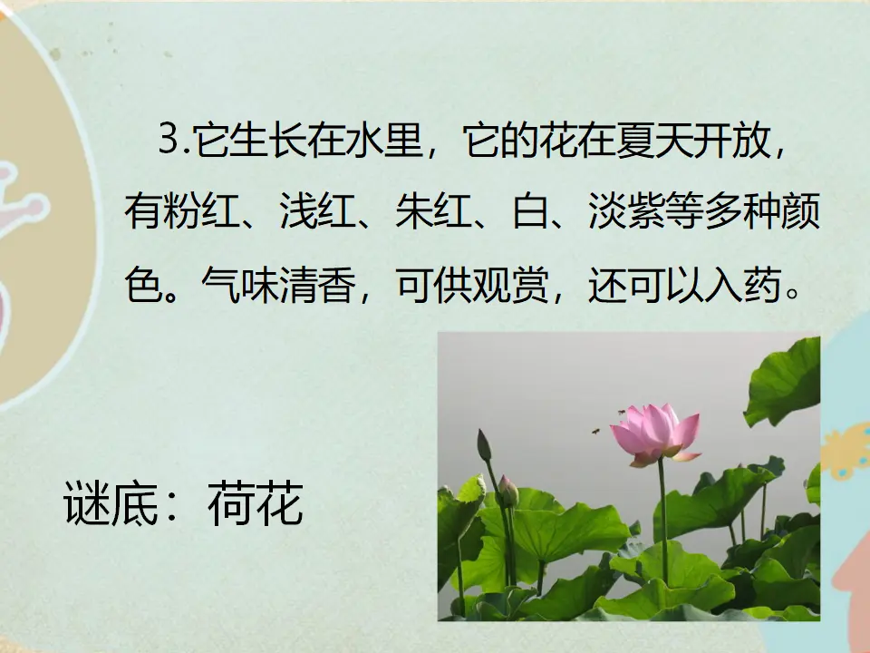 猜一猜是哪种植物呢？（课件2）_04.webp