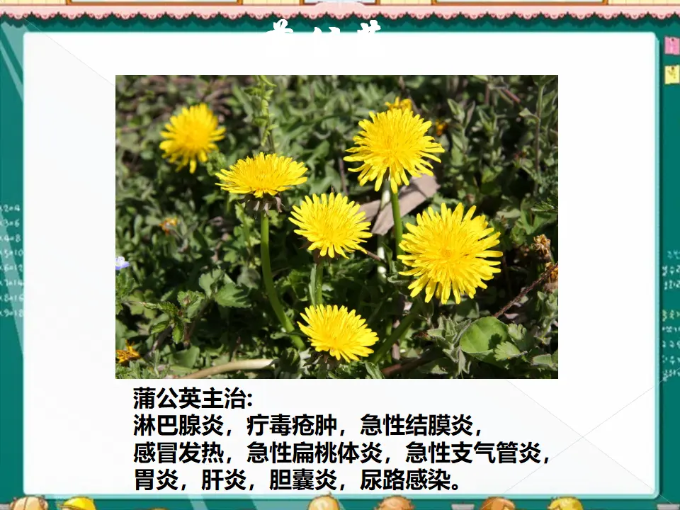 有药用价值的花草（课件2）_02.webp