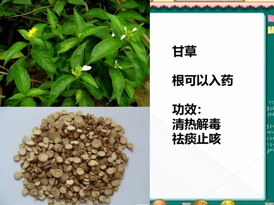 有药用价值的花草（课件2）_03.webp