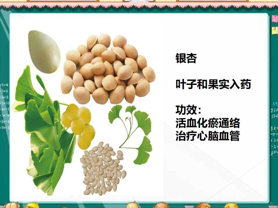 有药用价值的花草（课件2）_05.webp