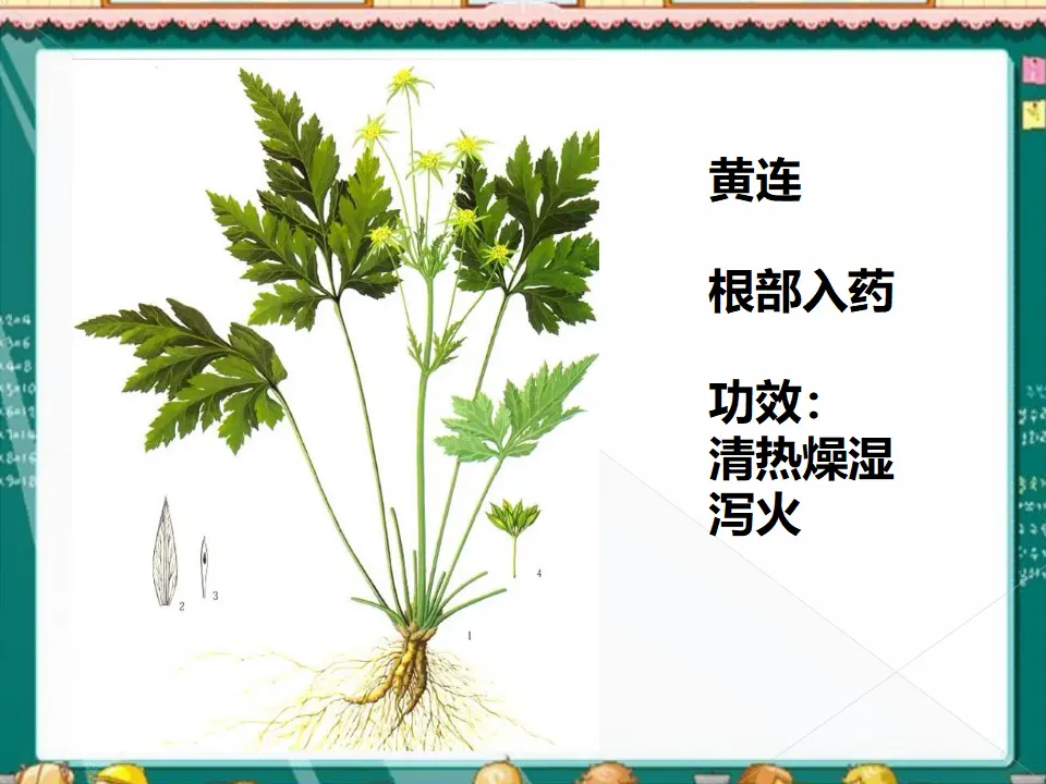 有药用价值的花草（课件2）_04.webp