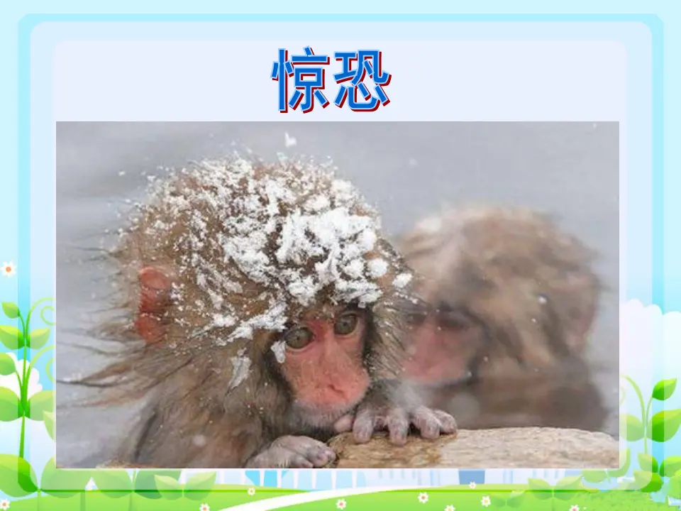 动物趣态（课件2）_05.webp