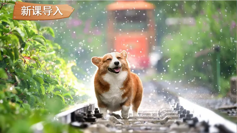 7 可爱的动物（课件3）_02.webp