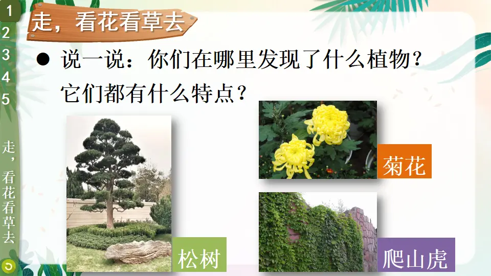 6 花儿草儿真美丽（课件3）_04.webp