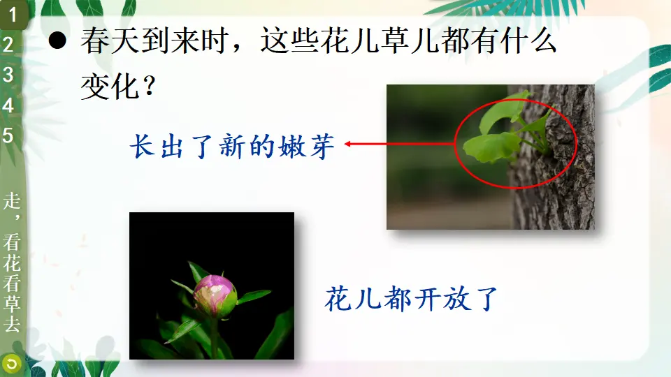 6 花儿草儿真美丽（课件3）_05.webp