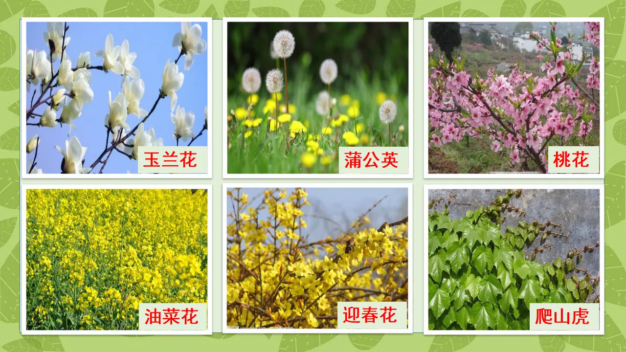 《6 花儿草儿真美丽》【高老师】【省级】优质课（课件4）_02.webp