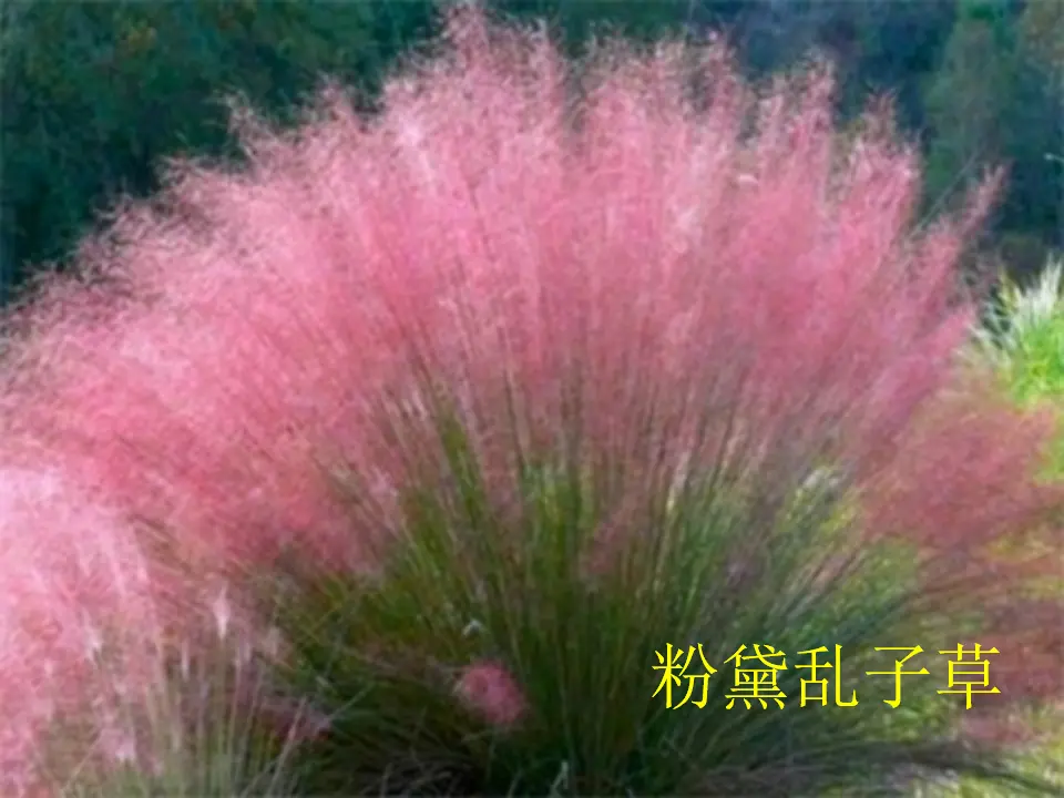 《6 花儿草儿真美丽》【陈老师】【省级】优质课（课件4）_03.webp