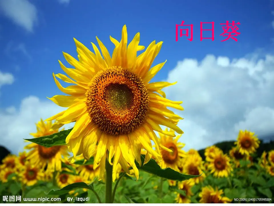 《6 花儿草儿真美丽》【陈老师】【省级】优质课（课件4）_04.webp