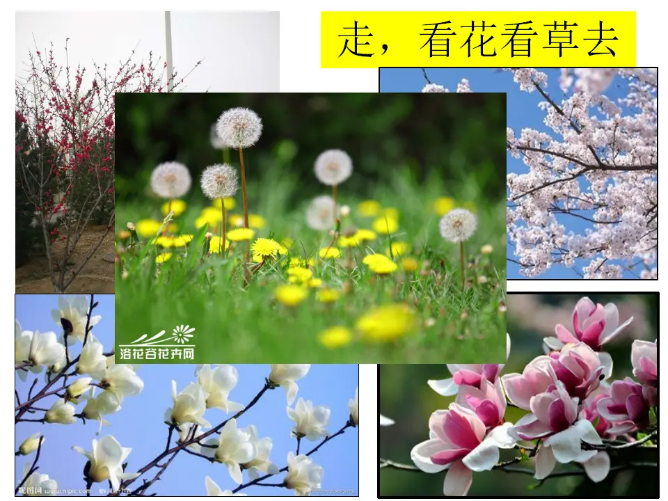 《6 花儿草儿真美丽》【纪老师】【省级】优质课（课件4）_03.webp