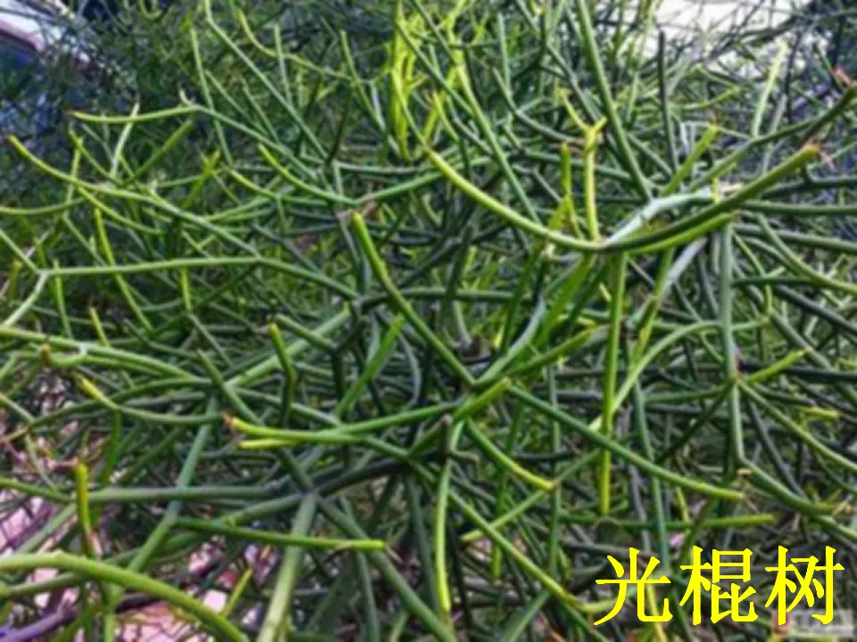 《6 花儿草儿真美丽》【王老师】【省级】优质课（课件4）_05.webp