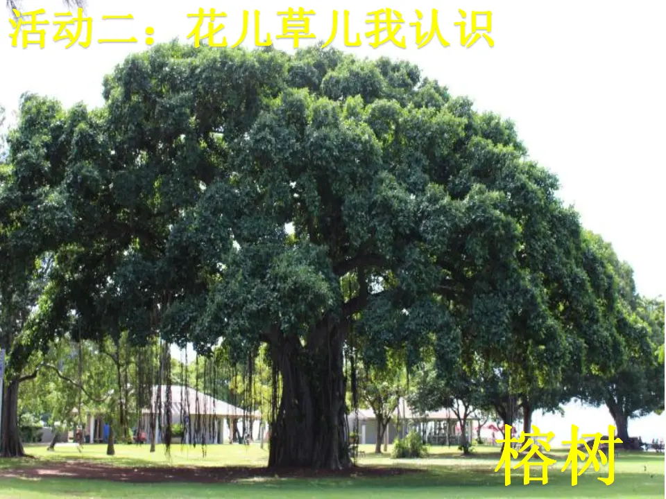《6 花儿草儿真美丽》【王老师】【省级】优质课（课件4）_04.webp