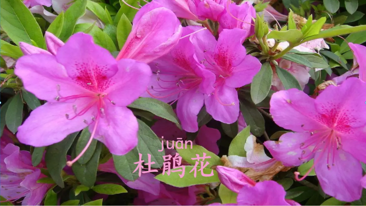 《6 花儿草儿真美丽》【曹老师】【省级】优质课（课件4）_05.webp