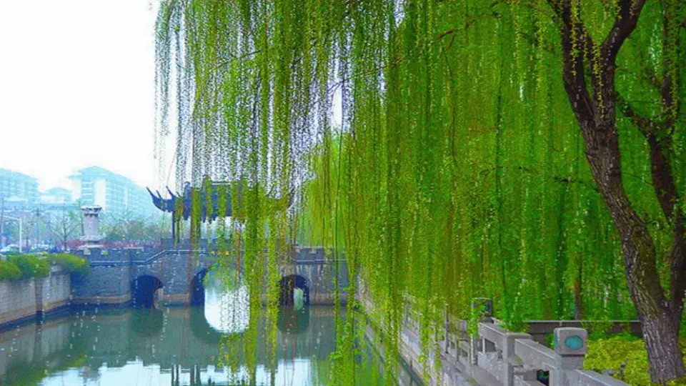 《2.6 花儿草儿真美丽》[梁老师]【部级】优质课（课件4）_03.webp