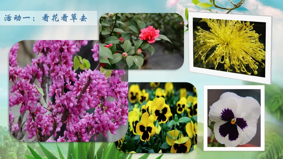 《2.6 花儿草儿真美丽》[梁老师]【部级】优质课（课件4）_05.webp