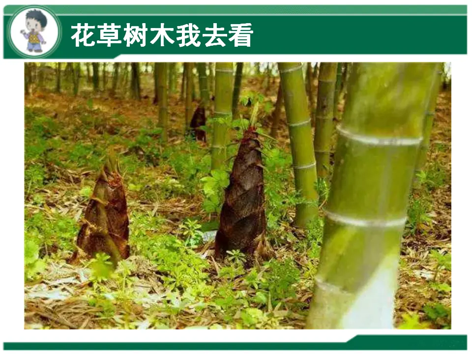 《2.6 花儿草儿真美丽》[张老师]【市级】优质课（课件4）_05.webp