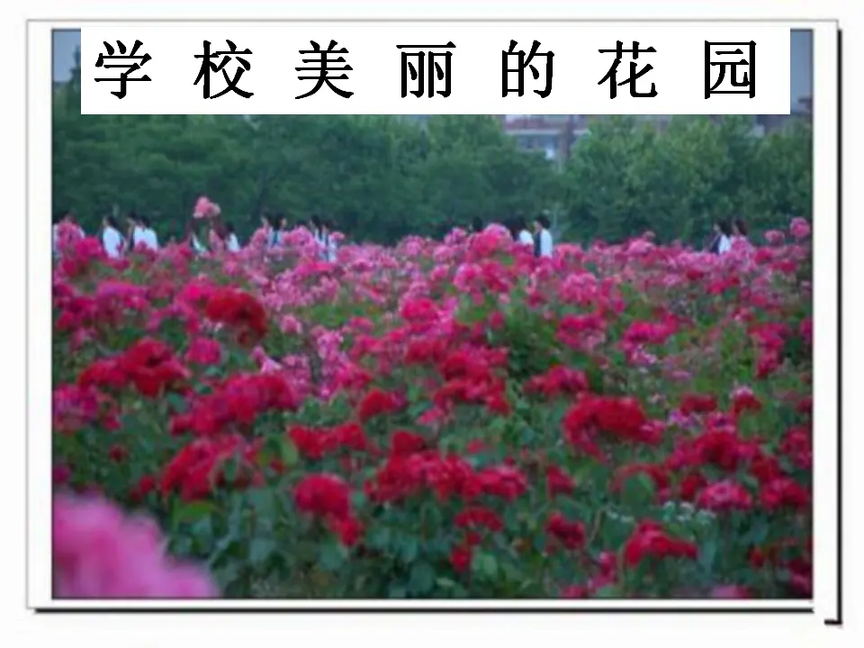 《10.我们不乱扔》建设陈妍老师-省级（课件7）_05.webp
